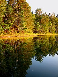 3qblog-trees by lake 3qblog-trees by lake