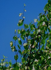 3qblog-leaves 3qblog-leaves