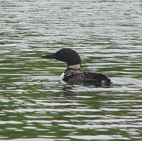 3qblog-loon 3qblog-loon
