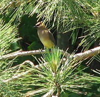 3qblog-bird 3qblog-bird