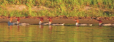 3qblog-swimming birds 3qblog-swimming birds