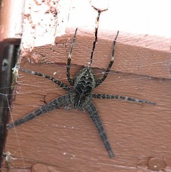3qblog-spider 3qblog-spider