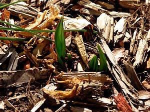 3q-early tulips