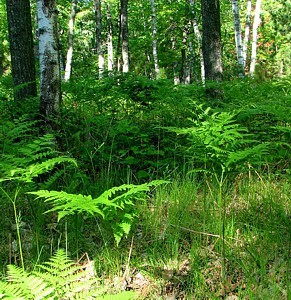 3q-ferns on forest floor