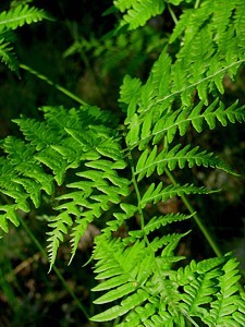 3q-fern leaf closeup