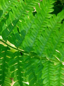 3q-fern leaf with ant