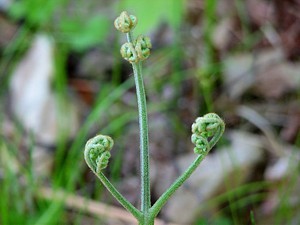 3q-fern frond closed