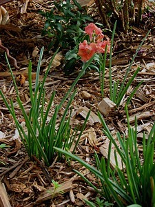 3q-grape hyacinth august