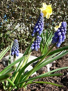 3q-grape hyacinth flowers april