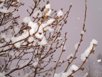 Clearly Seen - snow