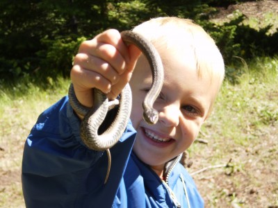 Clearly Seen - snake Clearly Seen - snake
