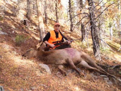 Clearly Seen - Elk