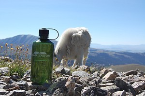 wwb-with a mountain goat wwb-with a mountain goat
