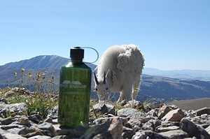 wwb-with a mountain goat 2 wwb-with a mountain goat 2